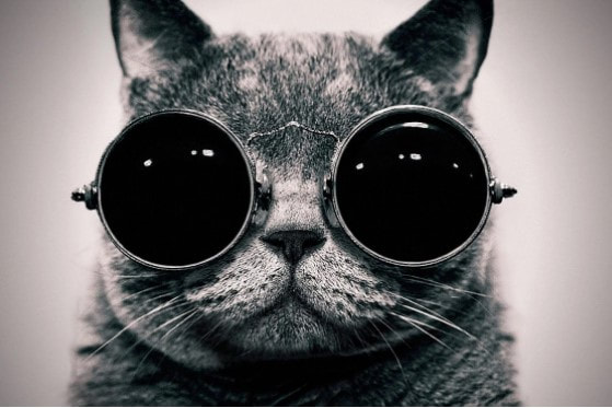 Picture - A cat wearing dark round sunglasses