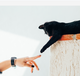 A photo of a black cat reaching out with its paw to touch a persons finger